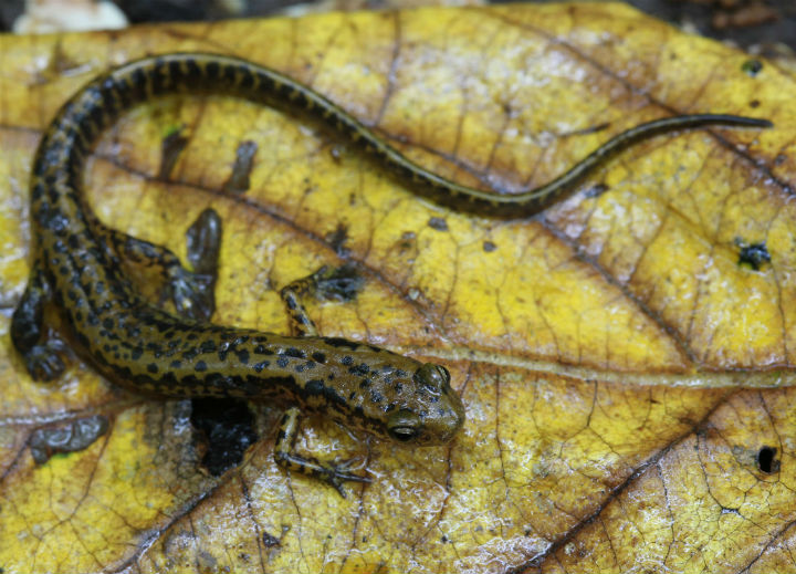Longtailed Salamander